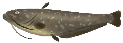 amur catfish fish sos awl