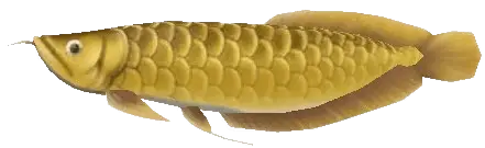 bonytongue fish sos awl