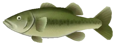 bucket mouth bass fish sos awl