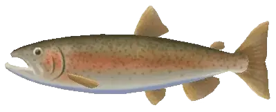 rainbow trout fish sos awl
