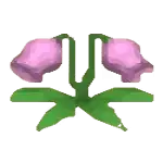 pink cat flower crop hmbtn