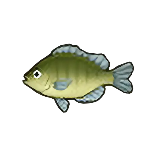 bluegill fish sos fomt