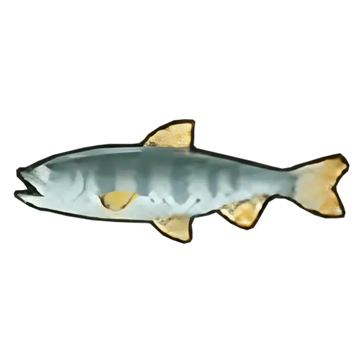 cherry salmon fish sos fomt