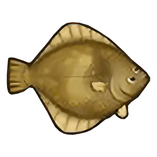 flounder fish sos fomt