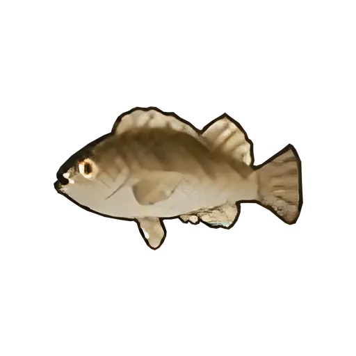 red seaperch fish sos fomt