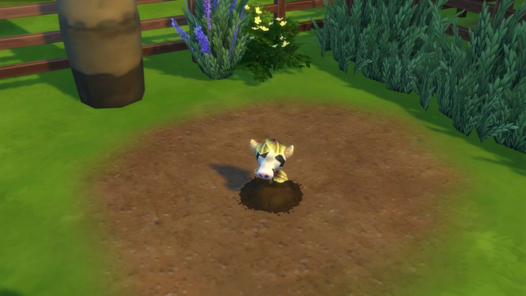 menumbuhkan cowplant sims 4